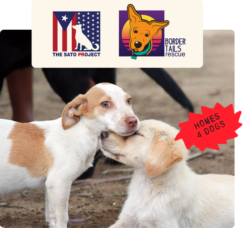 Two dogs playing together with logos of 'The Sato Project' and 'Border Tails Rescue' at the top, and a 'Homes 4 Dogs' sticker on a blurred background.