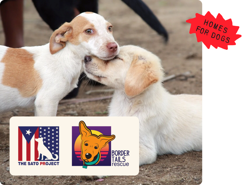 Two dogs playing together with logos and text for 'Homes for Dogs', 'The Sato Project', and 'Border Tails Rescue' on a white background.