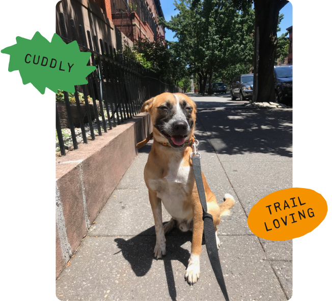 Dog on a leash sitting on a sidewalk with 'Cuddly' and 'Trail Loving' labels.
